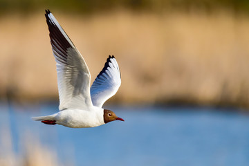 Fototapeta premium Black-headed Gull flyby