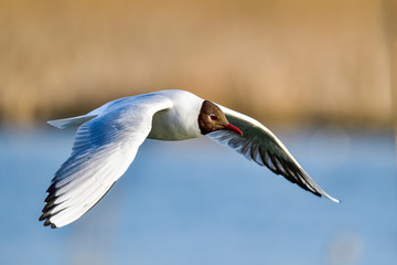 Black-headed Gull flyby