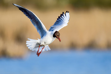 Black-headed Gull; Stand clear, I'm coming in...