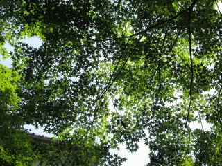 green leaves of a tree
