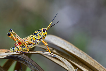 Beautiful Eastern lubber grasshopper ready to escape from the scene.
