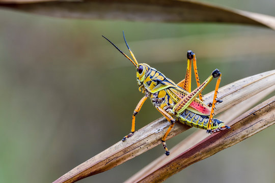 Beautiful Eastern lubber grasshopper is ready to escape from the scene.