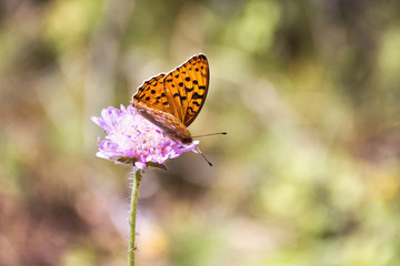 colorful butterfly is on Small pink, forest flowers (Scabiosa) on gentle soft green background outdoors close-up. Spring summer floral background. free space.