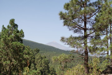 Rainforest in Garajonay National Park, La Gomera, Canary islands