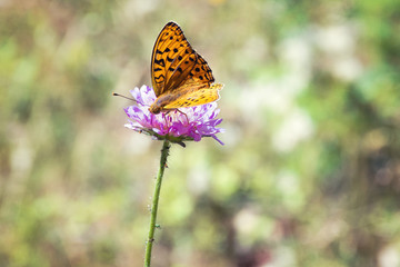 colorful butterfly is on Small pink, forest flowers (Scabiosa) on gentle soft green background outdoors close-up. Spring summer floral background. free space.