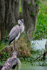 Great Blue Heron is resting in it's habitat.