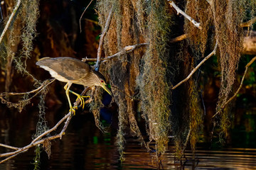 Young Black-crowned night heron is waiting for breakfast to come by in the morning.