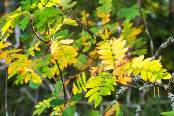 Wild rowan branches in autumn forest. sunlight and Orange leaves close-up. Autumn woodland background.