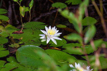 A solitary brilliant white Waterlily bloom with a verdant green grasshopper on a petal against the...