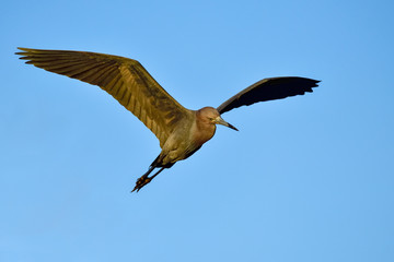 Little blue heron in flight at dawn searching for breakfast
