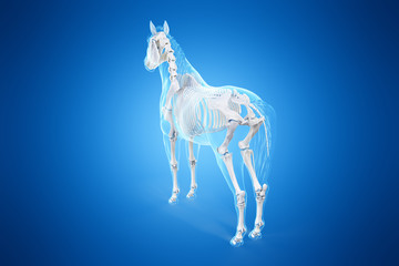 3d rendered medically accurate illustration of a horses skeleton