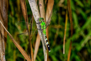 Eastern Pondhawk