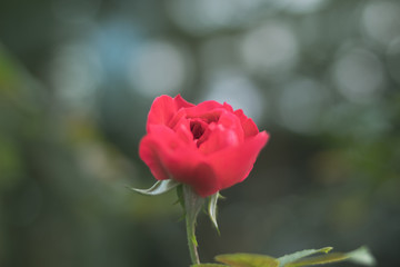 red rose