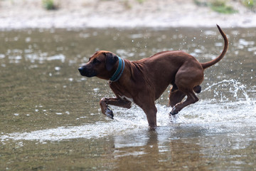 Rhodesian ridgeback dog playing in stream