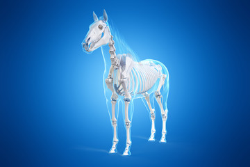 Obraz na płótnie Canvas 3d rendered medically accurate illustration of a horses skeleton