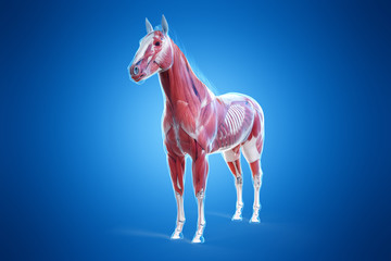 3d rendered medically accurate illustration of a horses muscle anatomy © Sebastian Kaulitzki
