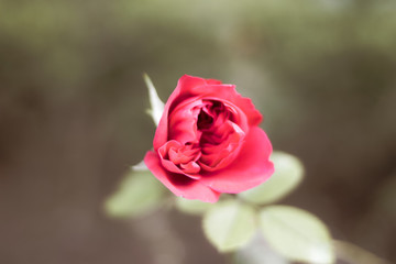 pink rose in the garden