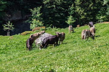 Cow grazing in a meadow in Switzerland