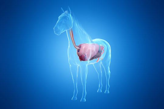 3d rendered medically accurate illustration of a horses organs