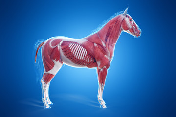 3d rendered medically accurate illustration of a horses muscle anatomy