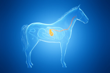 3d rendered medically accurate illustration of a horses stomach © Sebastian Kaulitzki