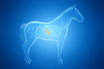 3d rendered medically accurate illustration of a horses pancreas