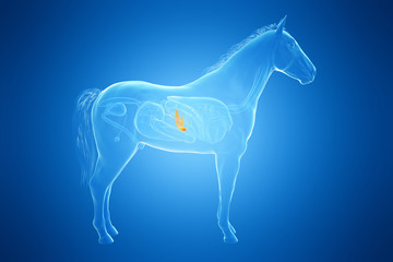 3d rendered medically accurate illustration of a horses pancreas © Sebastian Kaulitzki