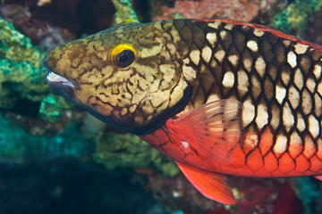 Stoplight Parrotfish (Sparisoma viride), Reefs of Bonaire