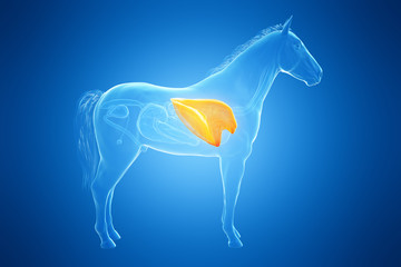 3d rendered medically accurate illustration of a horses lung