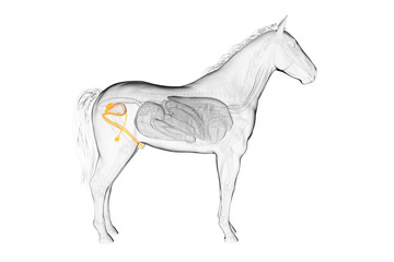 3d rendered medically accurate illustration of a horses genitals