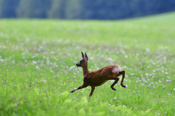 Mum doe with a fawn  jumps quickly into the forest from danger