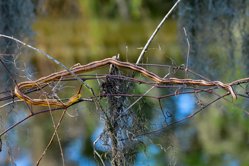 Perched Yellow Rat Snake is having some relaxation time.