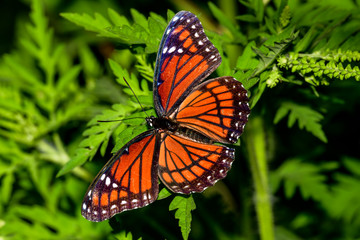 Queen butterfly