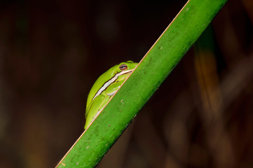 Green tree frog is sleeping/hanging on the leaf of the palm tree. It's always fun to find these small beauties from the plants.