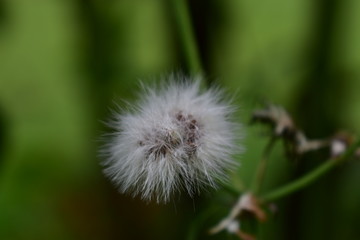 dandelion on green background
