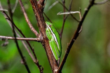 Green tree frog is resting/hiding on the shrub. After heavy rainshower, it's easier to find these small  beauties hiding on the plants.