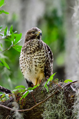 Young Red-shouldered hawk perched on the tree
