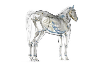 3d rendered medically accurate illustration of a horses skeleton © Sebastian Kaulitzki