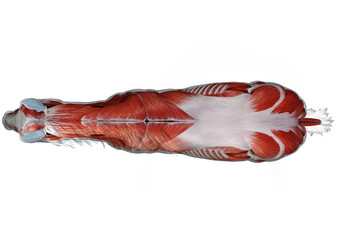 3d rendered medically accurate illustration of a horses muscle anatomy © Sebastian Kaulitzki