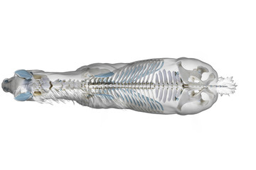 3d rendered medically accurate illustration of a horses skeleton © Sebastian Kaulitzki