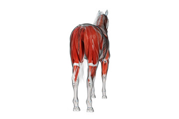 3d rendered medically accurate illustration of a horses muscle anatomy © Sebastian Kaulitzki