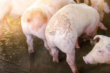 Many small white pigs are on the farmer's farm.