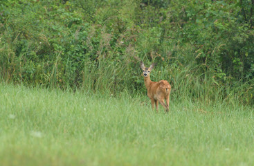 Young doe fawn grazes on a green meadow