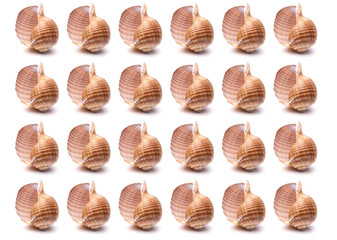Pattern Sea natural shell, original pattern of marine life.