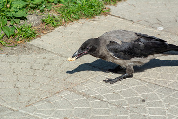 big gray black crow with bread