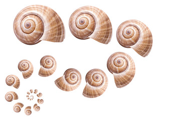 Pattern Sea natural shell, original pattern of marine life.