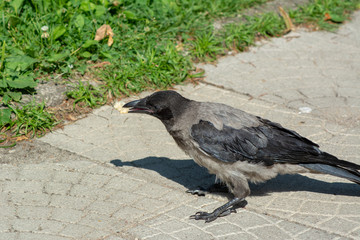 big gray black crow with bread