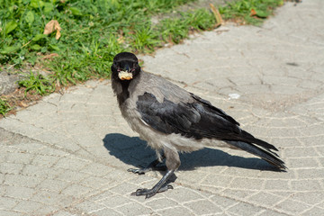 big gray black crow with bread