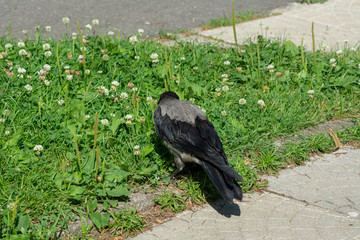 big gray black crow with bread
