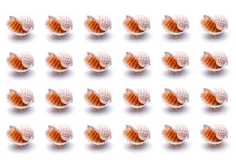 Pattern Sea natural shell, original pattern of marine life.